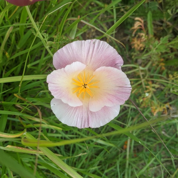 Meet your Posher, Maggie - Picture 1 of 1